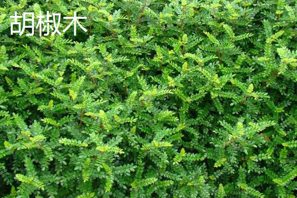 清香木的气味有没有毒,属于无毒植物、可在室内栽培