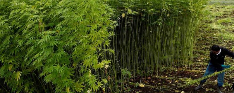 大麻病虫害防治技术