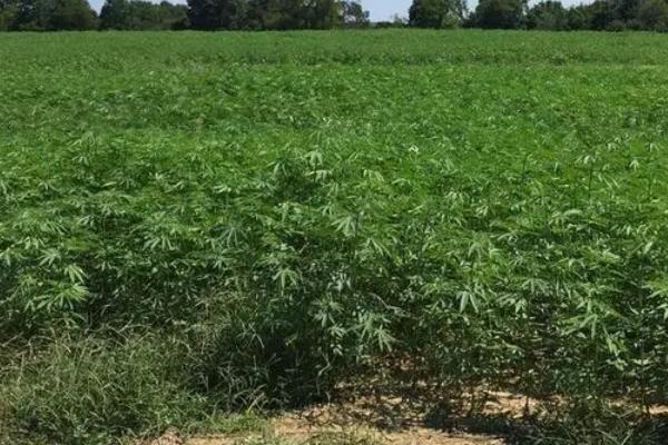 大麻病虫害防治技术，需对症防治