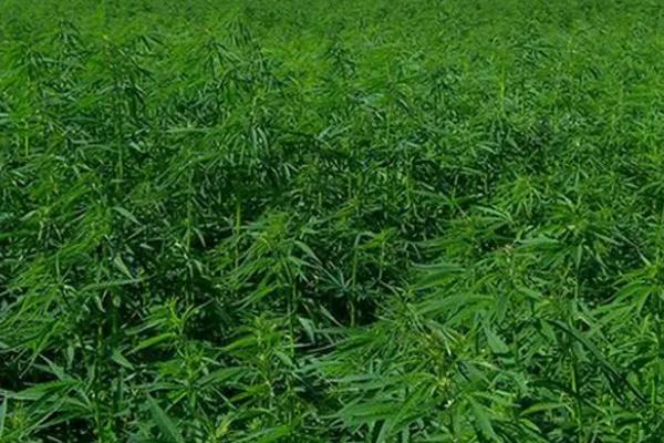 大麻病虫害防治技术，需对症防治