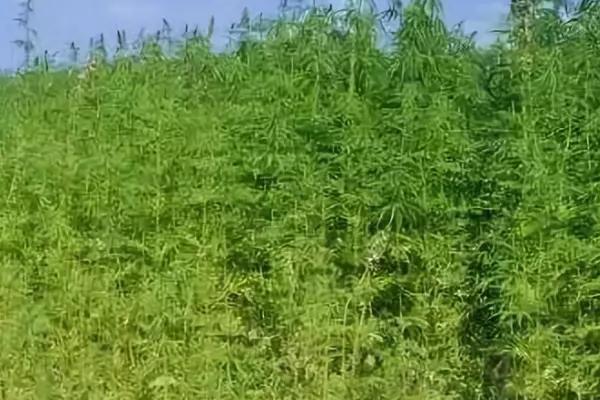 大麻病虫害防治技术，需对症防治