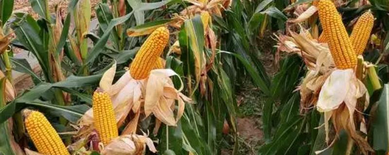 富尔116玉米种简介