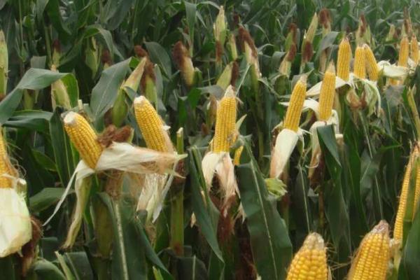 富尔116玉米种简介,出苗至成熟需要115天