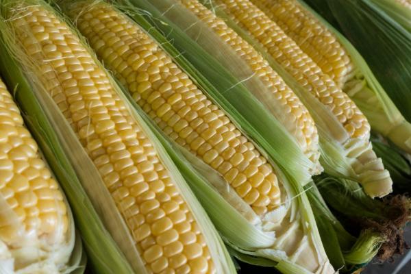 富尔116玉米种简介,出苗至成熟需要115天