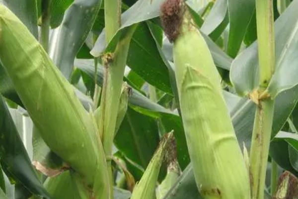 富尔116玉米种简介,出苗至成熟需要115天