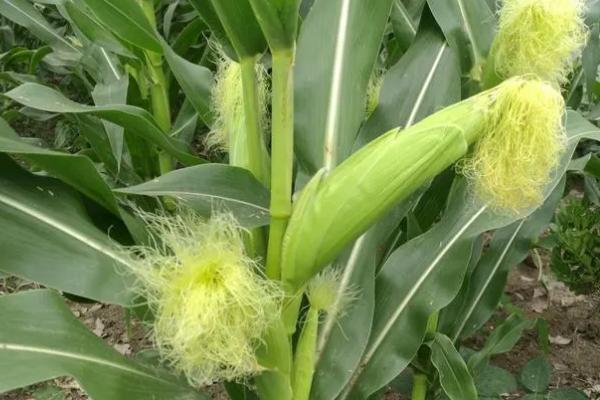 富尔116玉米种简介,出苗至成熟需要115天