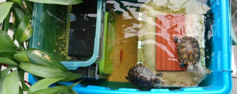 巴西龟几天喂一次食物