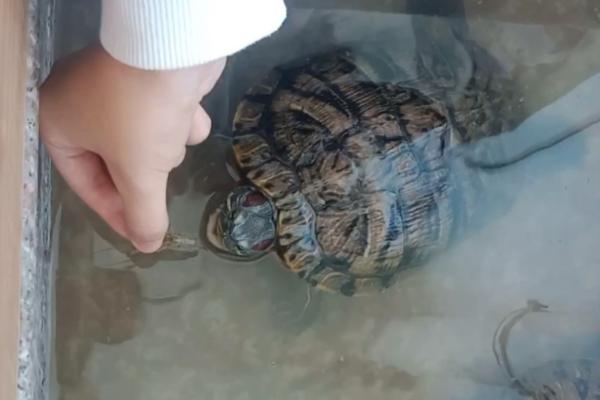 巴西龟几天喂一次食物，幼年时期一天喂两次