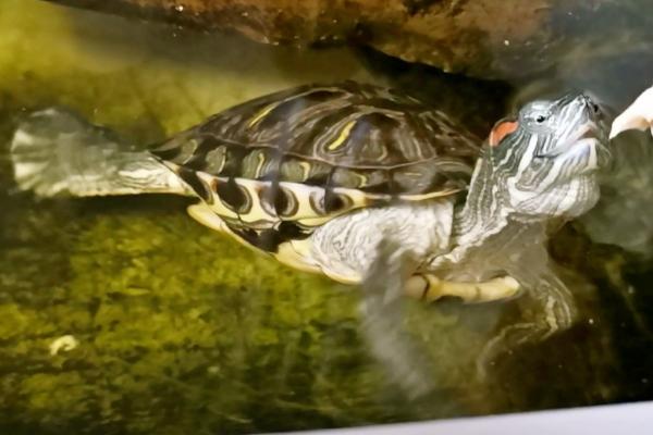 巴西龟几天喂一次食物，幼年时期一天喂两次