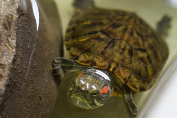 巴西龟几天喂一次食物，幼年时期一天喂两次