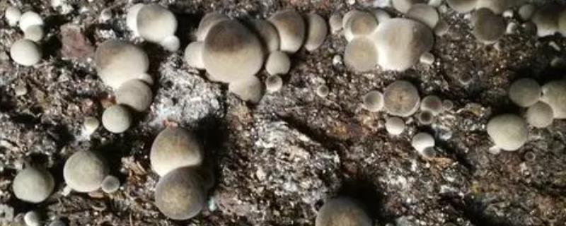 能否用秸秆种植草菇