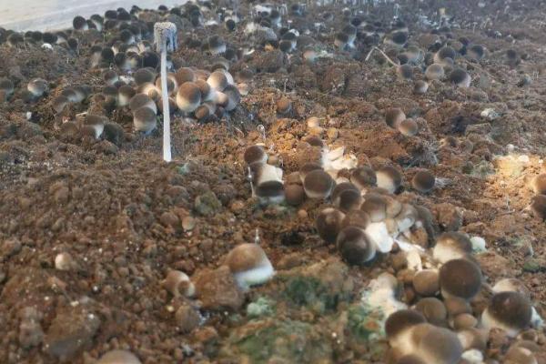 能否用秸秆种植草菇，一般可以使用玉米秆