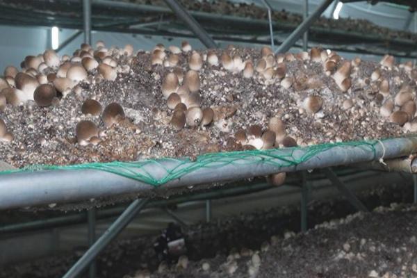 能否用秸秆种植草菇，一般可以使用玉米秆