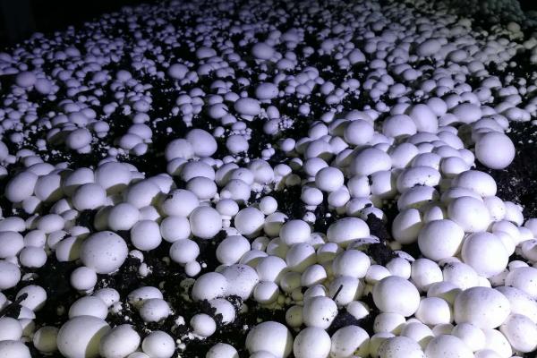 能否用秸秆种植草菇，一般可以使用玉米秆