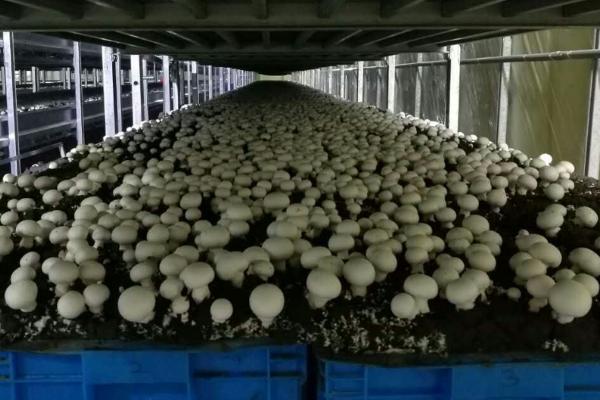 能否用秸秆种植草菇，一般可以使用玉米秆