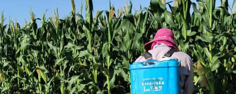 粗缩先锋农药介绍