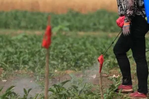 粗缩先锋农药介绍，可防治玉米粗缩病