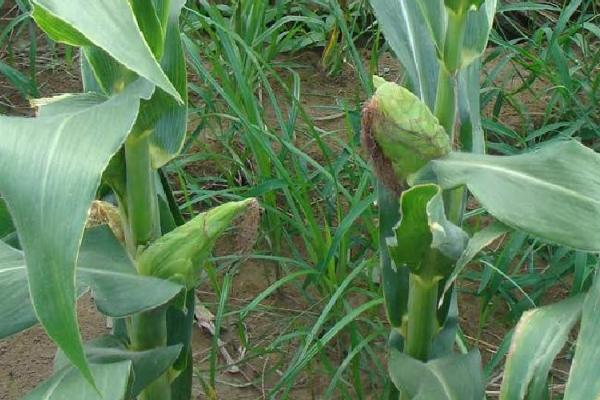 粗缩先锋农药介绍，可防治玉米粗缩病