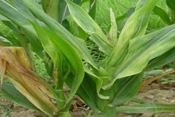 粗缩先锋农药介绍，可防治玉米粗缩病
