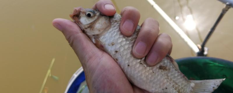 野钓鲫鱼适合用哪些饵料