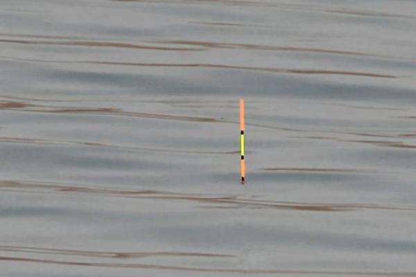 野钓鲫鱼适合用哪些饵料，蚯蚓、红虫、玉米等饵料均可使用