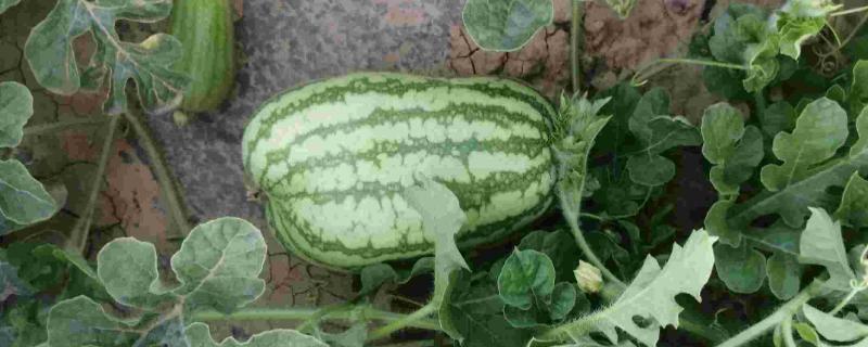 西瓜畸形果怎么防治