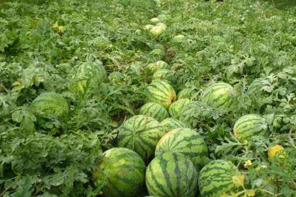 西瓜畸形果怎么防治，开花后可进行人工授粉