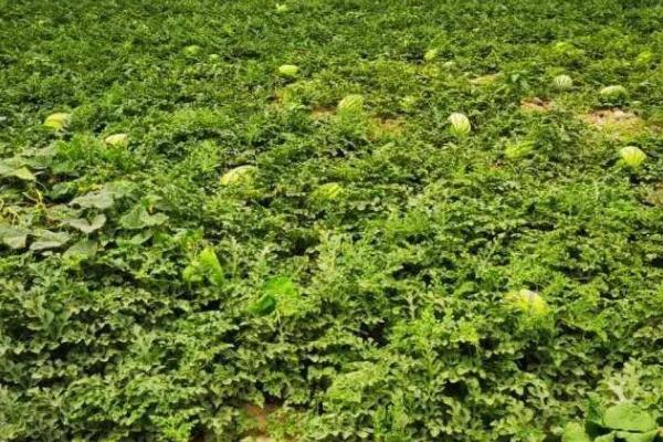 西瓜畸形果怎么防治，开花后可进行人工授粉