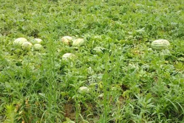 西瓜畸形果怎么防治，开花后可进行人工授粉