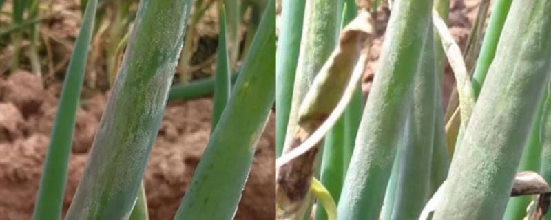 怎么防治洋葱霜霉病