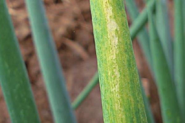 怎么防治洋葱霜霉病，可以和非葱类作物轮作2-3年