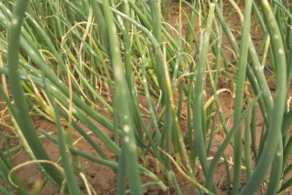 怎么防治洋葱霜霉病，可以和非葱类作物轮作2-3年