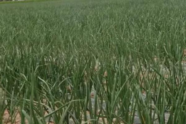 怎么防治洋葱霜霉病，可以和非葱类作物轮作2-3年