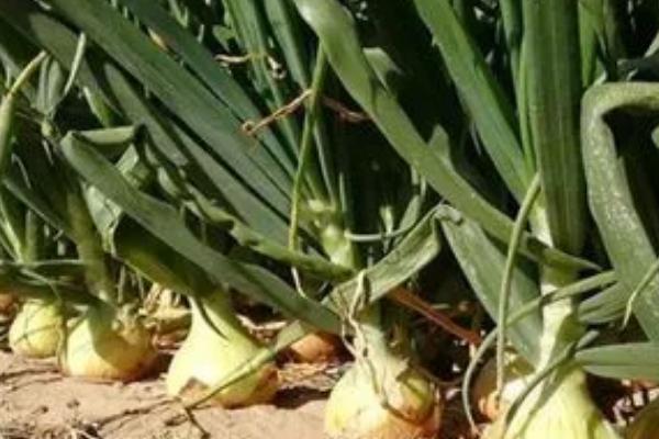 怎么防治洋葱霜霉病，可以和非葱类作物轮作2-3年