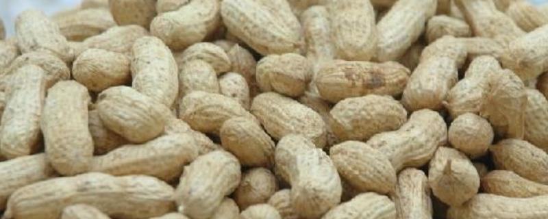 花生果针下扎期管理要点