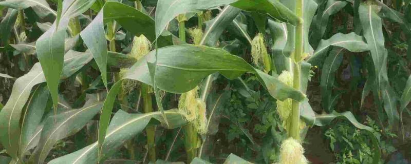 如何判断玉米授粉成功