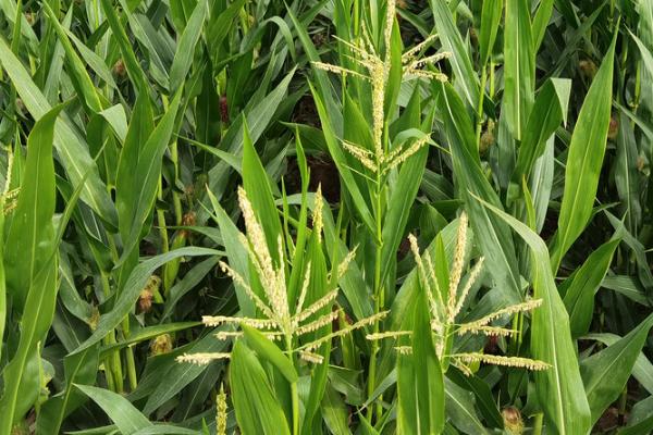 如何判断玉米授粉成功，成功后会出现花丝大量脱落的情况