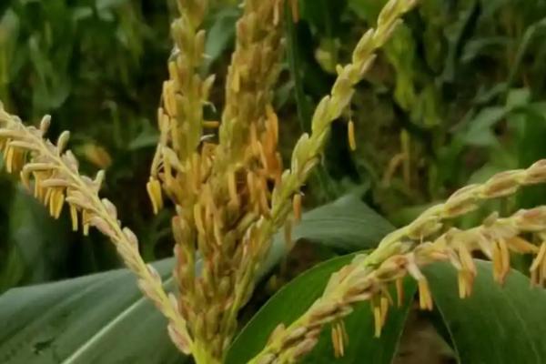 如何判断玉米授粉成功，成功后会出现花丝大量脱落的情况