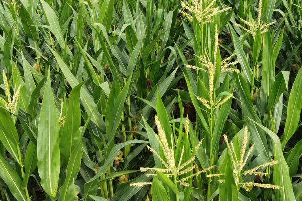 如何判断玉米授粉成功，成功后会出现花丝大量脱落的情况