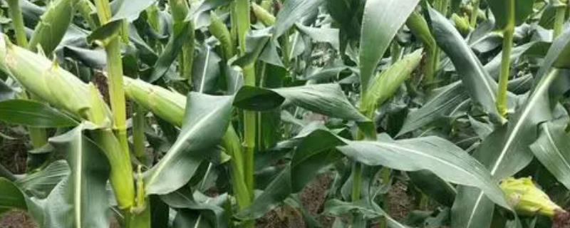 源育16玉米种的特征特性