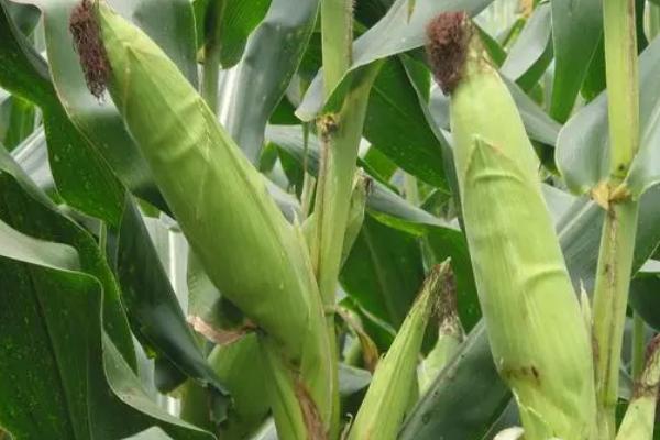 源育16玉米种的特征特性，在西南地区从出苗至成熟需要120天