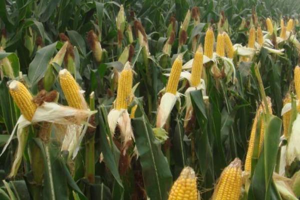 源育16玉米种的特征特性，在西南地区从出苗至成熟需要120天