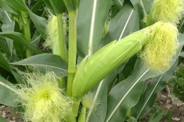 源育16玉米种的特征特性，在西南地区从出苗至成熟需要120天