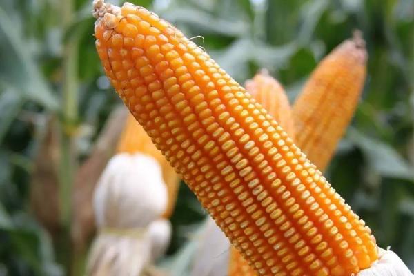 源育16玉米种的特征特性，在西南地区从出苗至成熟需要120天