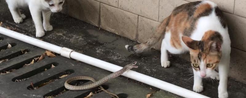 猫怕不怕蛇