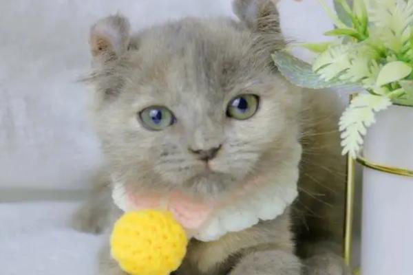 猫怕不怕蛇，通常不惧怕蛇类