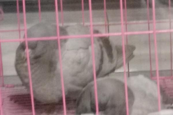 鸽子晚上睡觉需要窝吗，可以不准备鸟窝但需要一个栖架