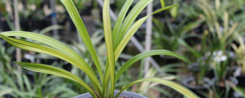 建兰的养殖方法