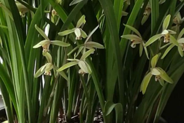 建兰的养殖方法,用泥盆养殖为佳