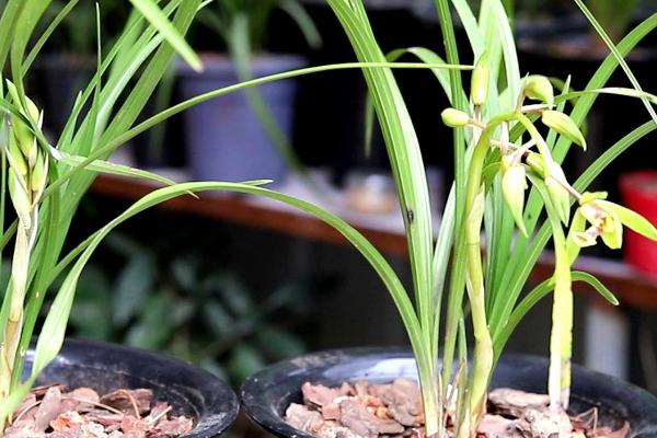 建兰的养殖方法,用泥盆养殖为佳